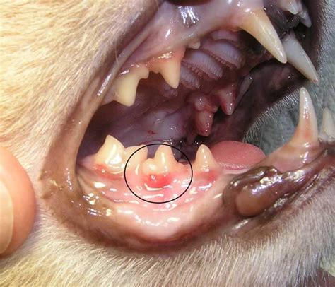 Gum Disease And Gingivitis In Dogs News Dentagama