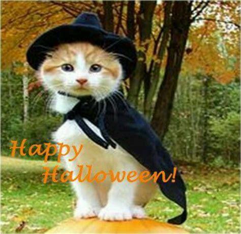 Happy Halloween Cat Pics Funny Cat Pictures Cute Cats