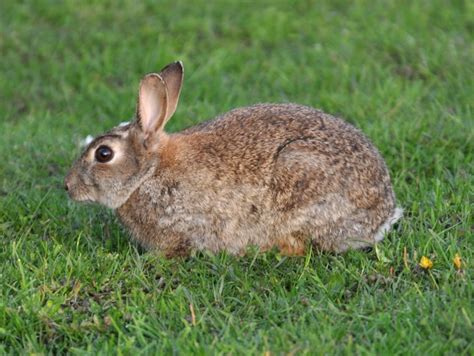 Oryctolagus Cuniculus Linnaeus 1758 Proyecto Mammalia