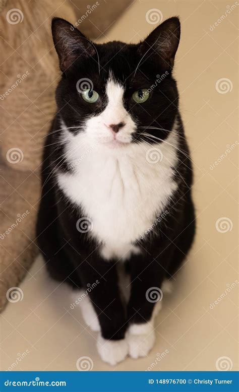 Tuxedo Cat Looking Regal And Pretty Stock Photo Image Of Kitty Regal