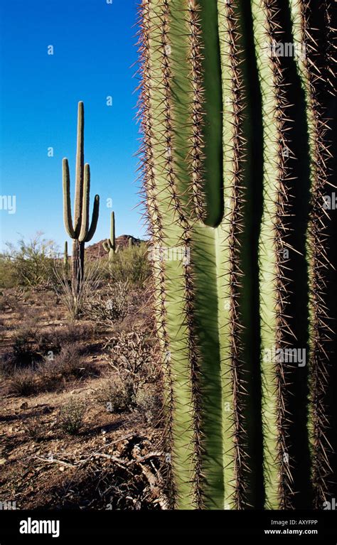 Saguaro Cactus Carnegiea Gigantea Saguaro National Park Arizona