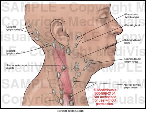 Back Of Neck Anatomy Lymph The Immune And Lymphatic System Of The