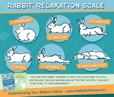 Basic Body Language But Rabbits Are Complex In Their Full Body Language