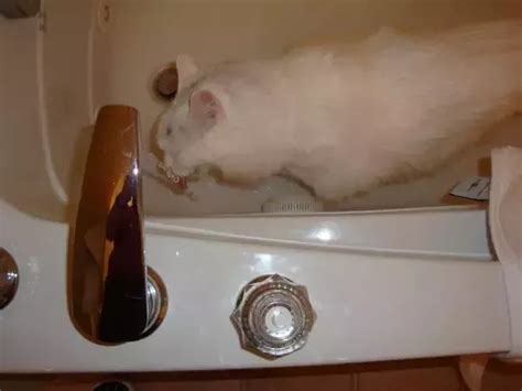 They can avoid very deep. Why are cats afraid of water? Why do most cats fear/hate ...