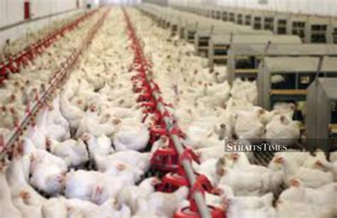 Malaysian poultry firm leong hup launches up to $290 mln ipo it is targeting listing on the kuala lumpur stock exchange on may 16. Leong Hup's Q2 profits plunge 76pc to RM16m on falling ...