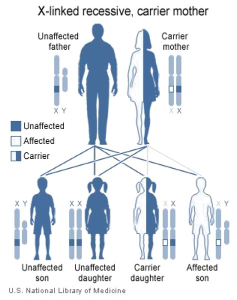 A recessive trait is expressed only in homozygous state in diploids as its effect is masked by presence of dominant allele in the heterozygous condition. Human Inheritance ‹ OpenCurriculum