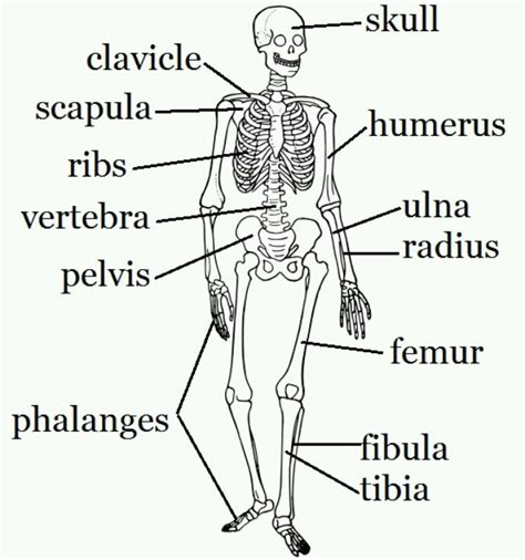 Bones Human Body Science Human Body Activities Human Body Unit Human