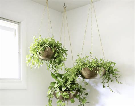 The Best Indoor Plants For Hanging Baskets Oh La De