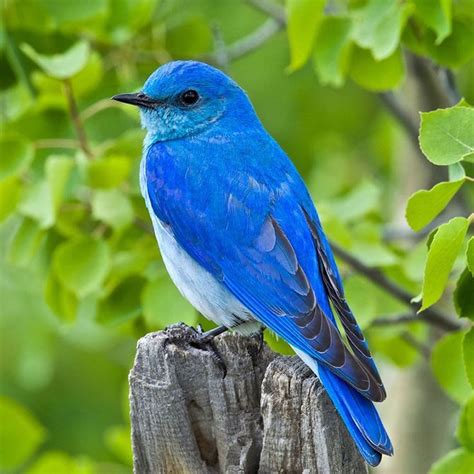 Different Types Of Bluebirds