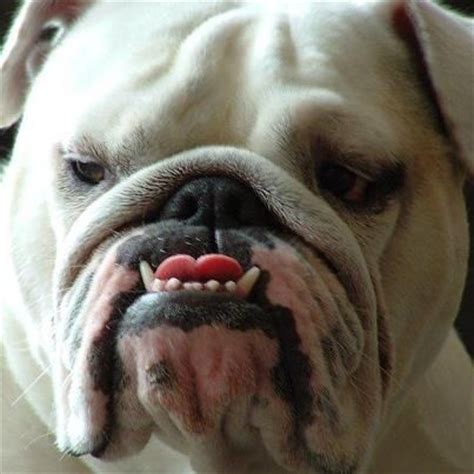 French bulldog information, how long do they live, height and weight, do they shed, personality traits, how much do they cost, common health issues. 200 best Those Aren't Human Teeth! images on Pinterest ...