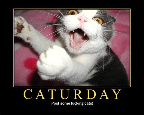See more ideas about saturday, happy saturday, saturday memes. Your Source of Randomness: Warning! Swearing Cats!