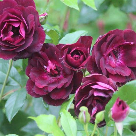 Rosa Burgundy Iceberg