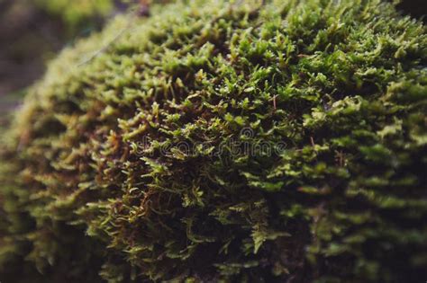 Green Moss Grows On Moist Trees Ecosystem Ecology Concept Green