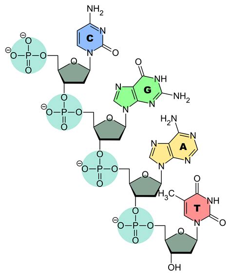 Dna And Rna Structure Function Expii