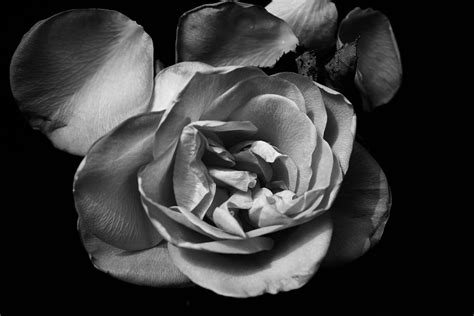 Rose In Black And White Free Stock Photo Public Domain Pictures
