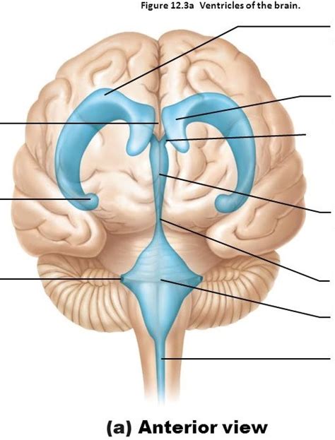 Brain Ventricles Anterior View Diagram Quizlet