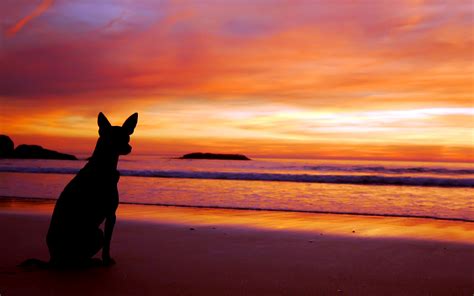 Cool Dog See Sunset Wallpapers Hd Desktop And Mobile Backgrounds