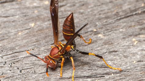Wasps That Live In The Ground In Florida Mice
