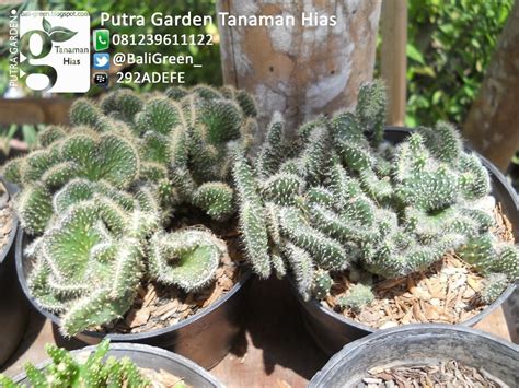 Pot kayu, pot kaktus, pot tanaman hias. PUTRA GARDEN BALI: Promo Tanaman Hias Kaktus Mini Untuk ...
