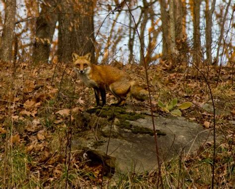 Red Fox Scenic Virginia