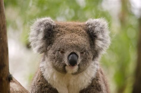 Koala Hd Wallpapers Wallpaper Cave