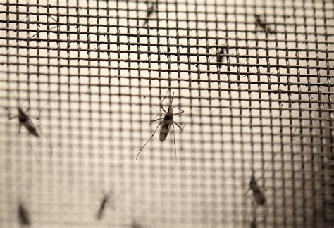 What You Need To Know About Yellow Fever The Virus Deadlier Than Zika