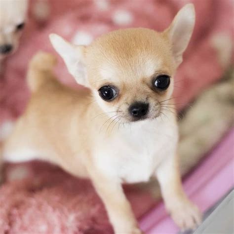Chihuahua Puppies Cute Pictures And Facts Chihuahua Puppies