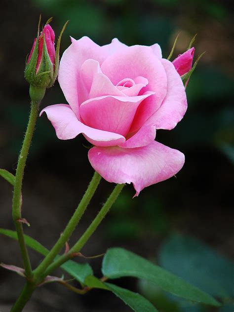 Pink Roses With Buds Photograph By Stephen Lilly