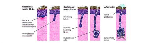 Eccrine Sweat Glands On Body