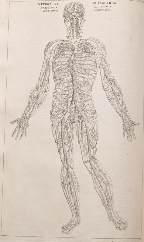 272 Mejores Imágenes De Vesalius Anatomía Ilustración Médica Y
