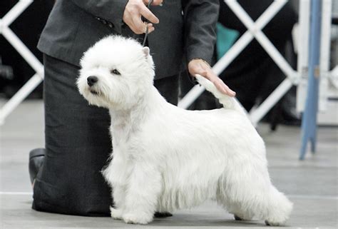 A Small White Dog Standing On Top Of A Floor Next To A Person In A Suit