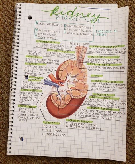 Kidney Structure Nurse Study Notes Medical School Essentials