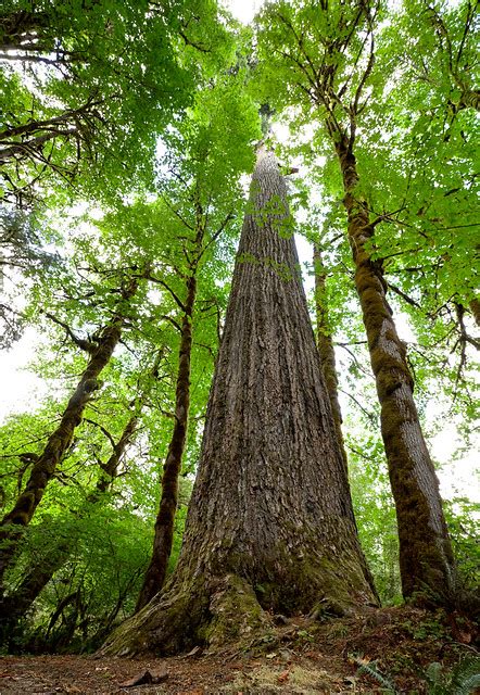 The Largest Fir Tree In Oregon Flickr Photo Sharing