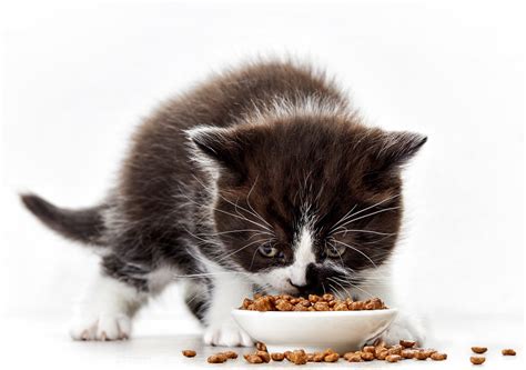 The Right Diet For Your Kitten For Healthy Growth Zooplus Magazine