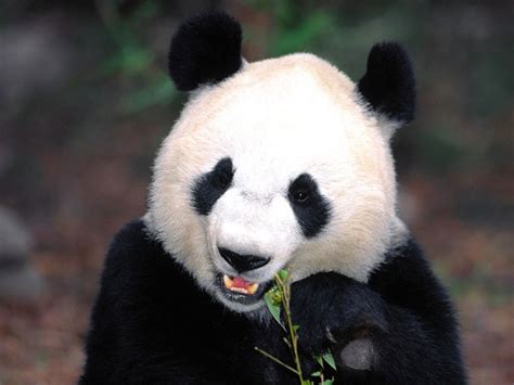 Though it belongs to the order carnivora, the giant panda is a folivore, with bamboo shoots and leaves making up more than 99% of its diet. Latest Fashion, Bollywood Fashoin, Fashion Style 2013 ...