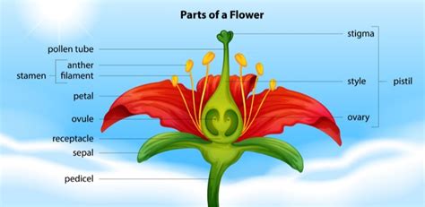 Plant Science Dissect A Flower And More Plant Experiments