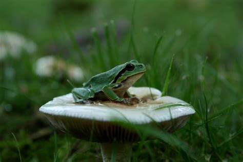 1366x768 Wallpaper Green Frog On White Mushroom Peakpx