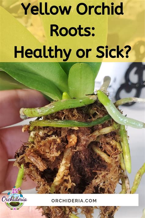 The message does depend of the type of flower and the circumstances, but as a rule, you can count on yellow flowers to carry a positive message. What do Yellow Orchid Roots Mean? in 2020 | Orchid roots ...