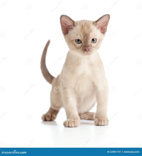 Funny Burmese Cat Kitten On White Stock Image Image Of Baby Adorable