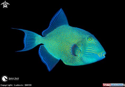 Pseudobalistes Fuscus Blue Triggerfish