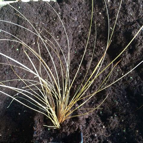 Maybe you would like to learn more about one of these? Carex comans 'Bronze form', Bronze sedge - uploaded by ...