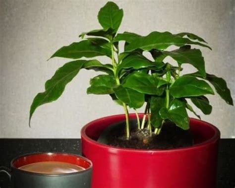 10 Dwarf Coffee Tree Seeds Coffea Arabica Nana Plant