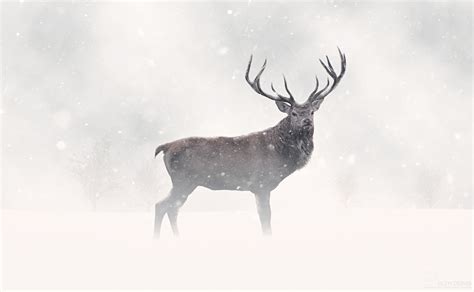 Red Deer Stag In Snow Plus Can You Help Glyn Dewis