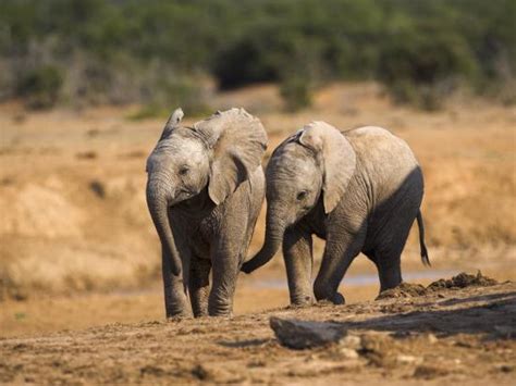 Baby Elephants Playing In Addo Elephant National Park