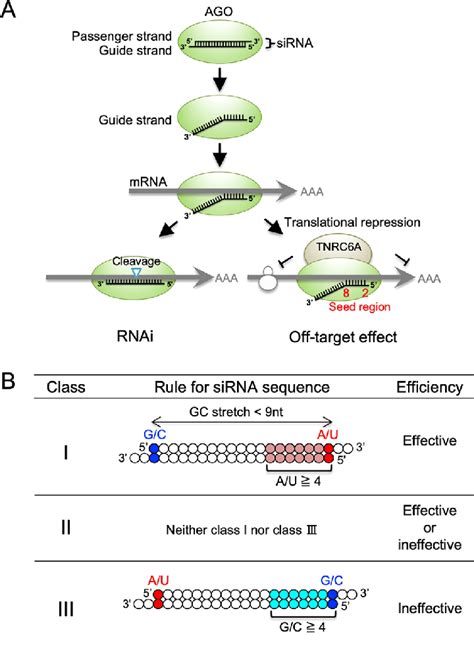 Schematic Representation Of Sirna Mediated Rnai And Offtarget Effects Download Scientific