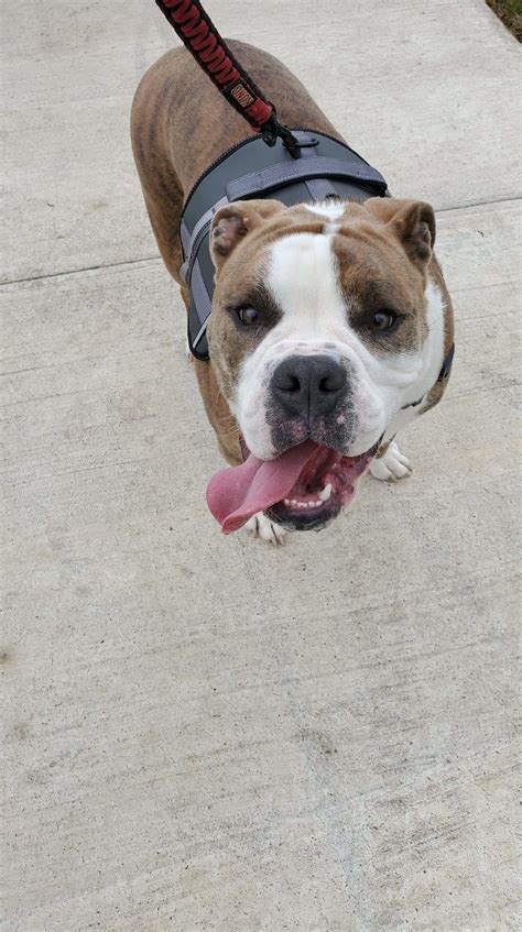 Fill out an application to take. Rocco - Austin Bulldog Rescue