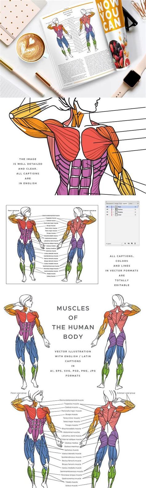 Muscle makes up around half of the total human body weight. Muscles Of The Human Body | Human muscular system, Human ...