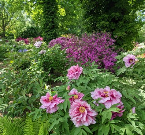 This Years Blooming Tree Peony Garden The Martha Stewart Blog