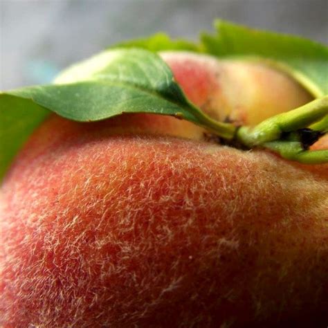 Peach Macro Peach Fruit Macro Photography Peach