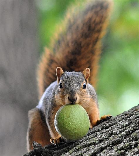 Squirrel With Nut Photograph By Steve Archbold Fine Art America